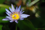 Water Lily