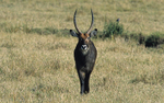 Male waterbuck