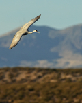 Sandhill Crane banking, Bosque del Apache, New Mexico