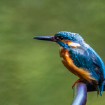 Kingfisher At The Dodder, Dublin (Zoomed Version)