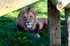 Lion - 0714
