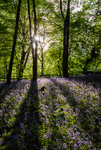 Bluebell wood, Siddington (1)