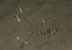 Anemonactis mazeli
