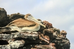 Brown Pelican