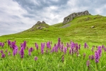 Wild orchids in Cressbrook Dale