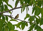 Marsh Warbler