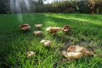 Armillaria mellea - (Honey fungus) - ACP04826-1