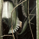 Brambles with Net Curtain