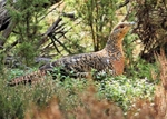 Capercaillie 2
