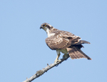 Osprey - Pandion haliaetus