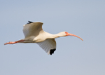 White Ibis