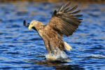 White-tailed Sea-Eagle, feet in water, grabs fish