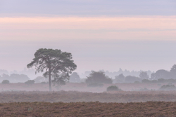 Mist stripes - New Forest