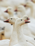 Two Snow Geese heads together, Bosque del Apache, New Mexico