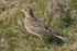 Skylark standing in grass at Hengistbury Head