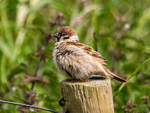Tree Sparrow