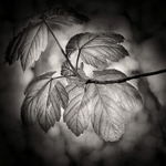 Back Lite Leaf in Black & White