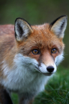Red Fox Warning_ AGTO106