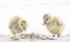 Canada Goose Goslings