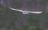 Barn Owl