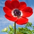 Anemone