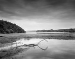 Dead Wood Fewston Reservoir