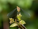 Common Darter