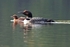Loons Morning Swim 1 12 x 18