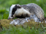 BADGER 11