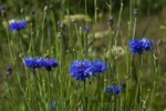 20110611-IMG_4550