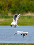 RSPB Minsmere 6May22-52