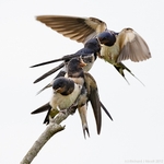 Swallow (Hirundo rustica) feeding fledglings