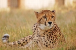 Cheetah 2