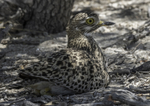 Spotted Thick-knee on eggs