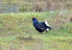 Black Grouse