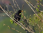 Blackbird