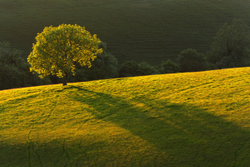 Backlit Oak tree on the South Downs