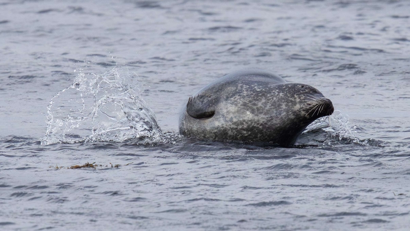Common Seal - Kildonan - Isle of Arran - Scotland