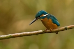Kingfisher