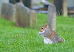 Squirrel in church yard no.2, DSC_9953 - Version 2