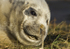 GREY SEAL PUP APPROX 8 DAYS OLD