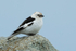 Snow Bunting, male (breeding), Jokulsarlon, Iceland