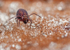 Dicyrtoma fusca