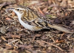 Treecreeper 3