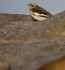 SNOW BUNTINGS