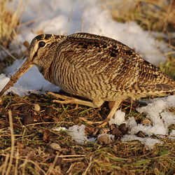 Woodcock