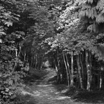 2176 - The Way - Through Witcombe Wood