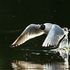 Black-headed Gull