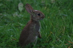 An Interested Onlooker
