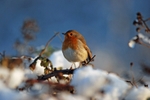 Robin